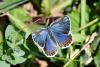 Plebejus argyrognomon